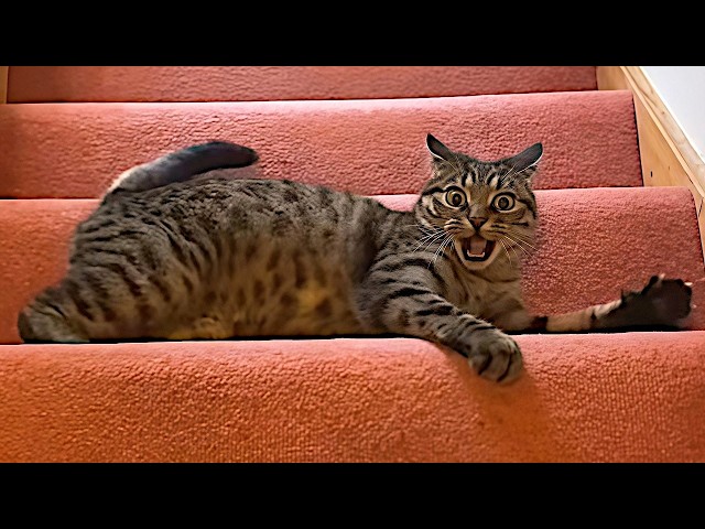 The Funniest and Most Dramatic CATS Video Ever! 😂