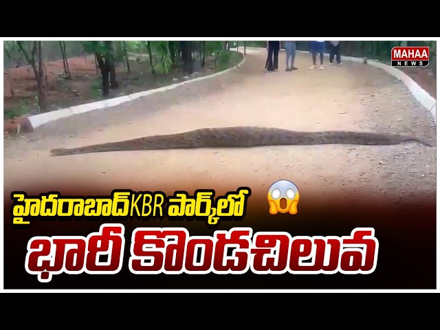 Massive Python at KBR Park in Hyderabad | Huge Python at Hyderabad KBR Park | Mahaa News