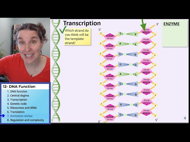 DNA Function 7- Protein synthesis animation