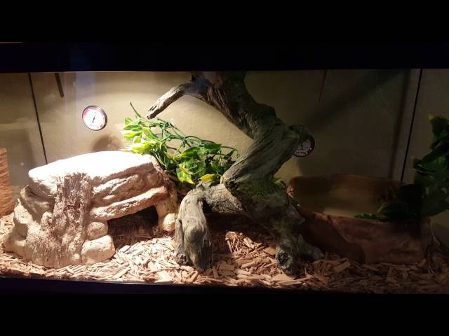 Ball Python Cage Setup Video #2