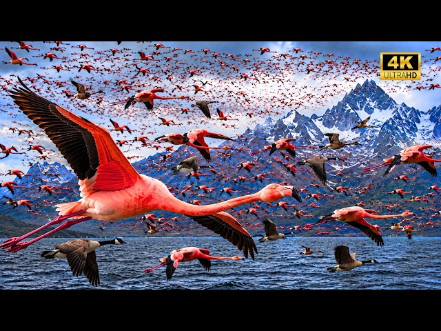 Revelando el misterio de la migración de las aves - Documental de animales