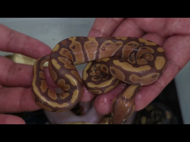 Did We Finally Get Our ULTRAMEL PIED Ball Python? 