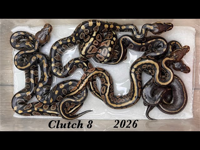 Clutch 8 of 2026… Chocolate Spotnose x Mahogany ball python hatchlings 🔥 
