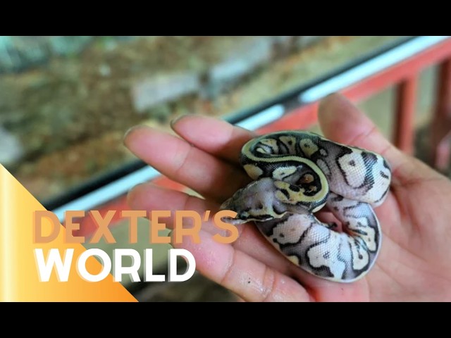 AFTER 4 MONTHS OF WAITING… OUR FIRST BABY BALL PYTHON HAS FINALLY HATCHED!