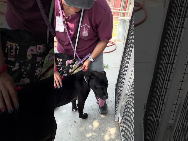 NEW! A5633099 Drake | Labrador Retriever / Pitbull Mix