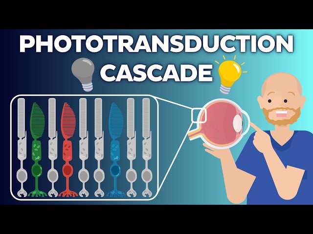 The Phototransduction Cascade Explained (Rods & Rhodopsin)