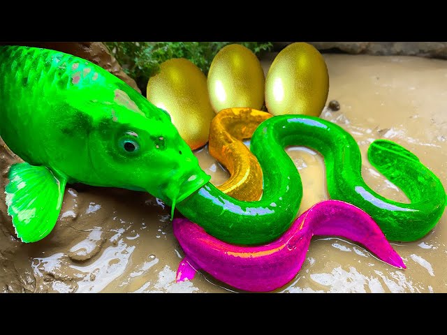 Catch Koi Fish In Giant Golden Egg-  뚱뚱한 개구리, 고대 악어, 화려한 장어, 구피/ ASMR