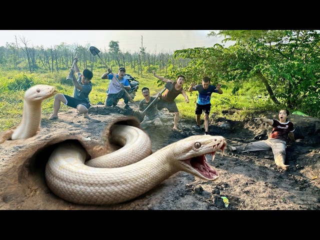 5 Brave Hunters Dig Out and Capture a Giant White Python