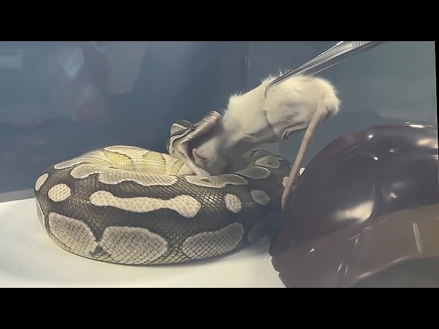 MOCHI | Lesser Axanthic VPI Royal / Ball Python | #feeding 💚🎬 (20.04.26)