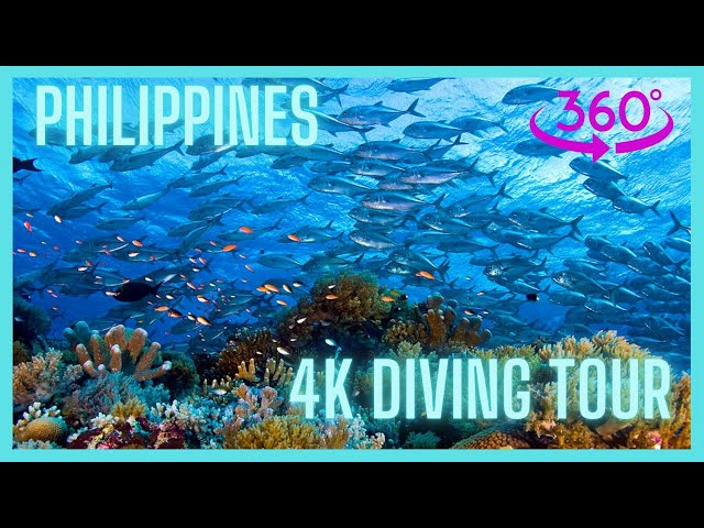 🌅 Secrets of the underwater paradise: Dive the coral reef in 360 video diving
