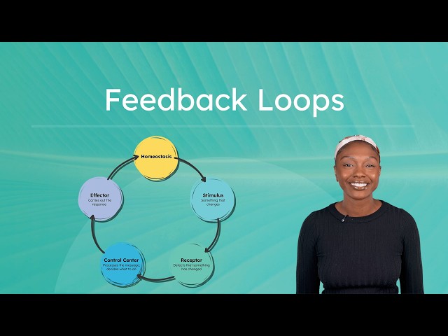 Feedback Loops - How Homeostasis Is Maintained in the Body
