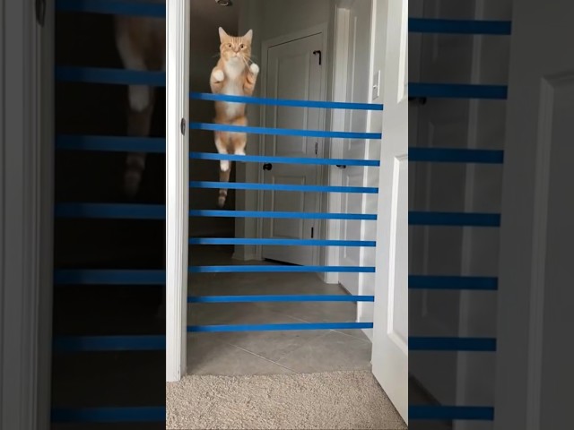 Jump Kitty Jump. How High Can Cats Jump? Amazing Cats
