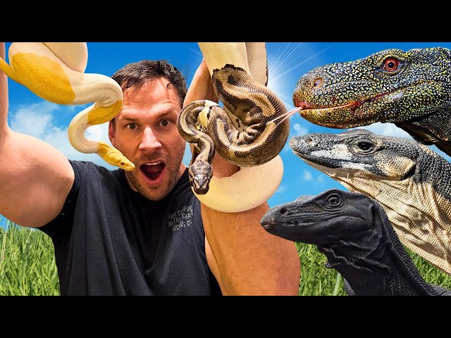 Day in the Life of a Reptile Keeper 🦎 🐍
