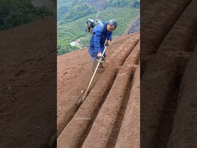 People of China cultivate ginger in a very amazing way 🤔 | #shortsvideo