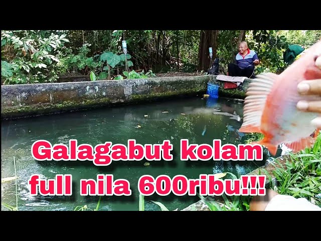 Gala gabut,kolam sekecil ini❗❗❗mancing borongan full ikan nila 600ribu❗❗❗