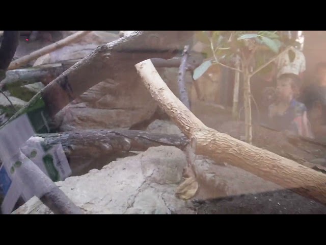 huge snake at the zoo