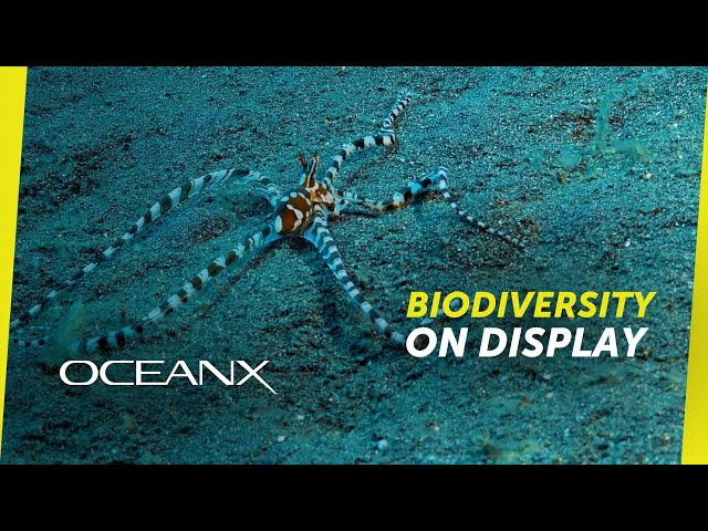 The Incredible Creatures of Lembeh Strait
