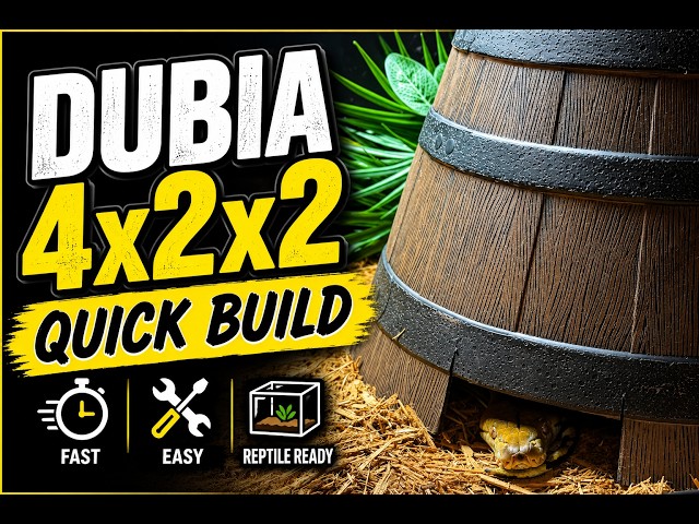 Dubia 4x2x2 Quick Build!