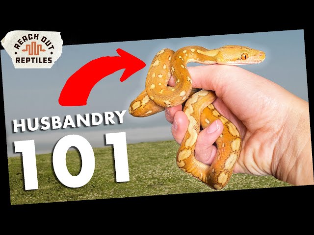 Dialing In Your Super Dwarf's Temps, Humidity, and Substrate (No Guesswork)