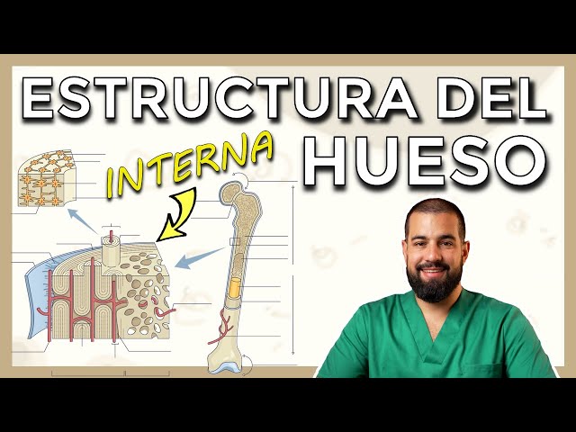 Anatomy of BONE. Internal structure. HAVERS SYSTEM. OSTEON. Histological sections.