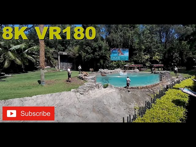 8K VR180 3D Tiger Island at Dreamworld Theme Park on gold coast (Travel videos, ASMR/Music 4K/8K)