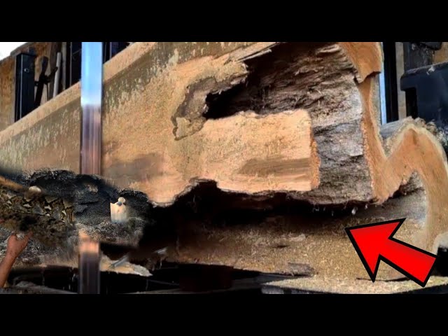BEWARE || This Hollow Log Almost Killed Me || Sawmill