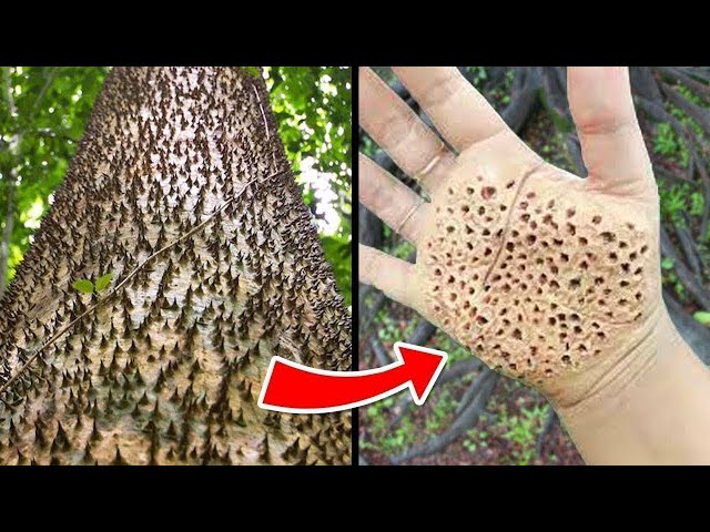 When Trees Become Seriously Dangerous