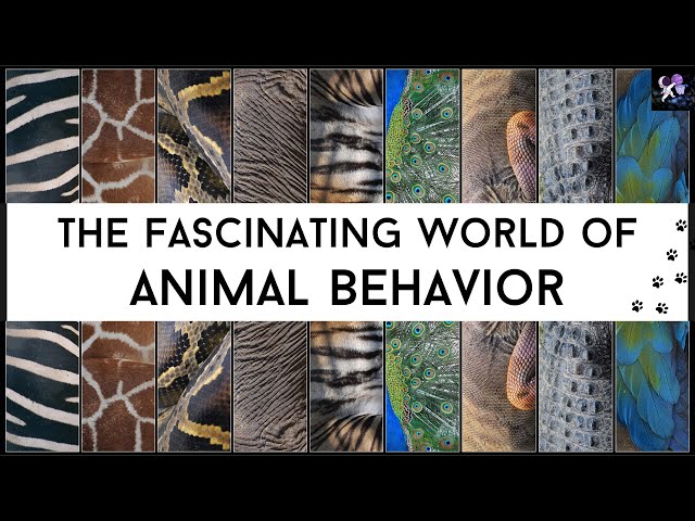 Animal Behavior | The Fascinating World of Our Fellow Creatures [4K]