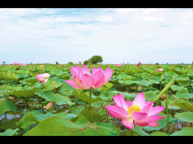 Vũ trụ thứ 9 | ( Pikachu Official)