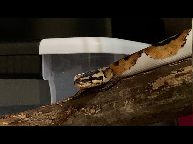 Royal (Ball) Python short training session; Python regius.