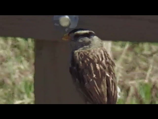 Bird of Drake's Beach 2026