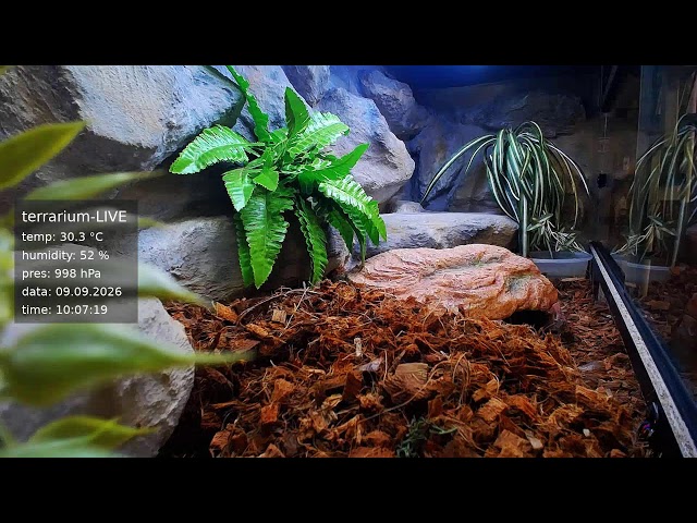 terrarium-LIVE 🔴 09/09/2026 🐍 Ball Python Regius Snake