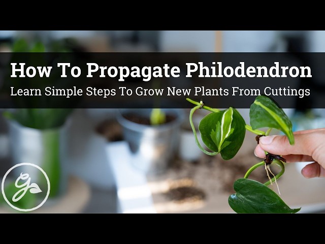 How To Propagate Philodendron