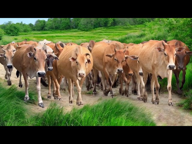 Video Mengiring Sapi Lembu Gembala Menuju Ke Kandang Peternakan Hewan Ternak Sapi - Bunyi sapi lucu