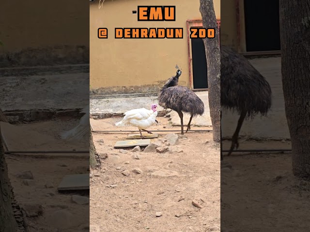 #emu #ostrich #dehradunzoo #malsideerpark #dehradun #uttarakhand #dehradunvlogger #mixtape