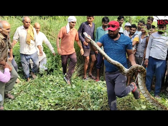 Python hunting the national bird peacock caught on camera, how it was rescued with the help of vi...