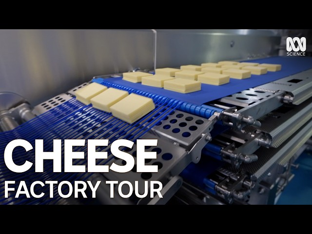 This Australian Factory Makes 25 MILLION Cheese Slices Every Week