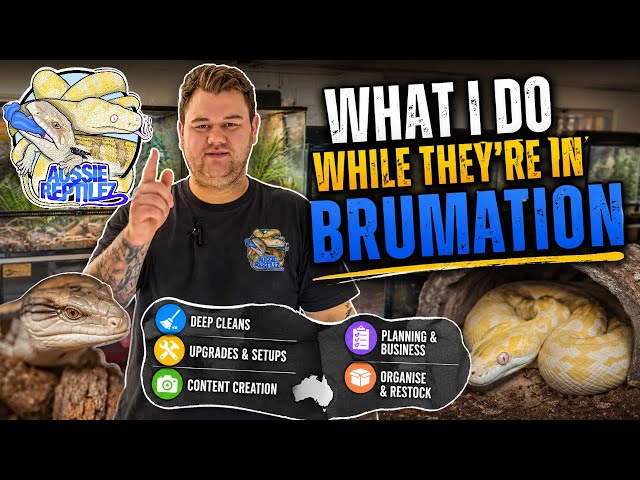 My Reptiles are in Brumation, What now?