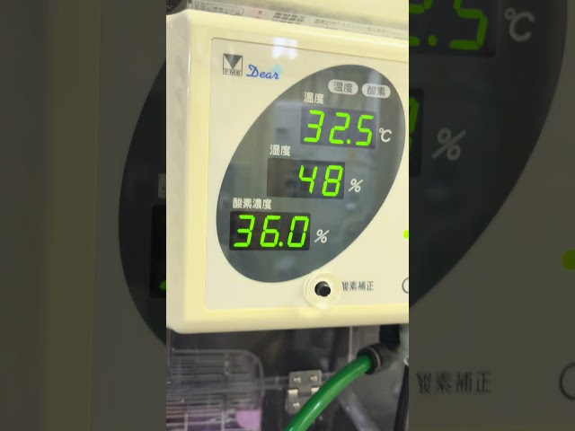 ⑹Treatment for Toko-chan, a silver Java sparrow