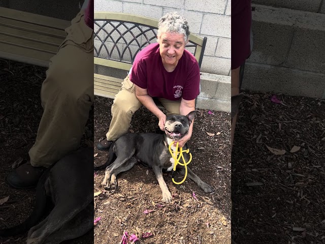 NEW A5727550 Nala | Pitbull