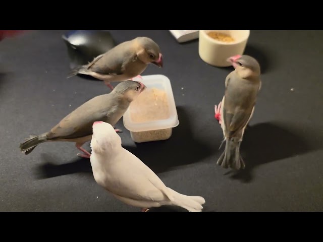 Java finches snacking on millet (Day 59)