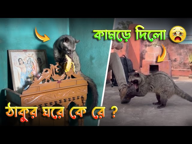 আমার পা কামড়ে ধরলো বিরাট ভাম বিড়াল! তীব্র গন্ধ দিয়েই চিনবেন একে! Civet Cat Rescue #wildcats 