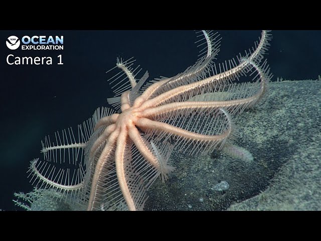 Camera 1: 2026 Cook Islands ROV Exploration (EX2605)