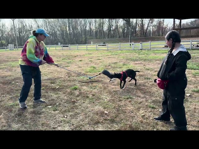 Ivy drive test grip setting bite development