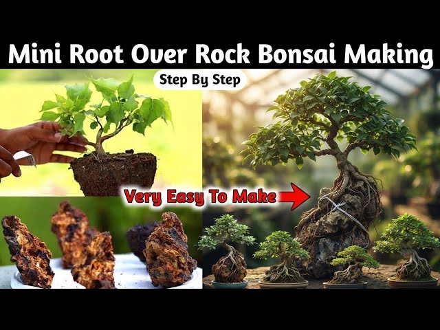 Root Over Rock Bonsai Making Secret Process