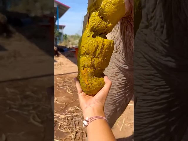 🥑🤓😭ASMRAMERICA'S#funny #s...