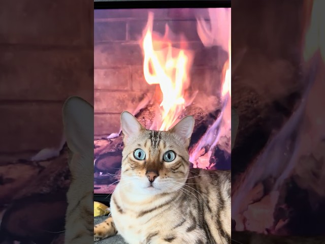 Chill w/ Bima ZenGato 🧘‍♂️ World's Most Beautiful Bengal Cat 🐈 LoFi Vibes #catshorts #lofi #shorts