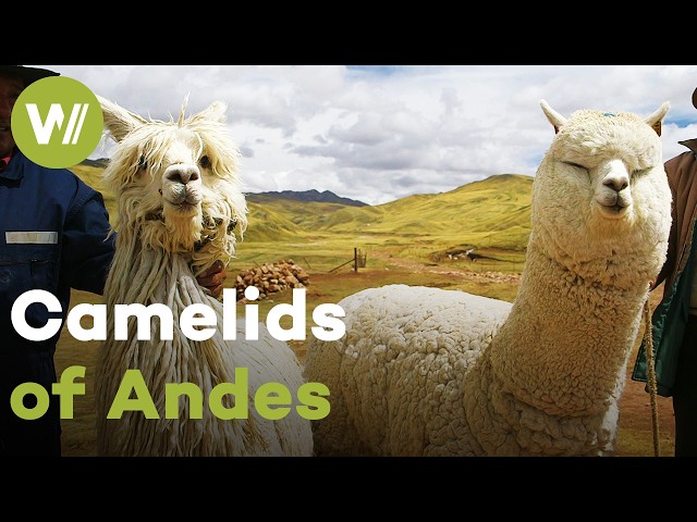 Humpless camelids: the South American llama and alpaca are essential to life in the Andes