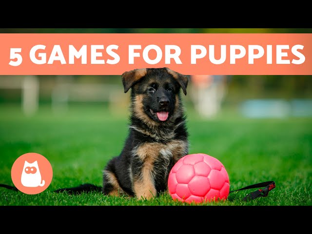 The BEST WAY to PLAY With a PUPPY 🐶 (5 Games for Puppies)