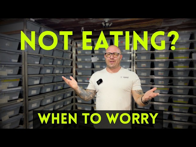 Ball Python Not Eating? 5 Reasons Why + When to Worry